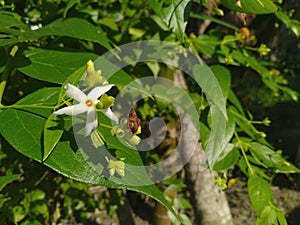Nyctanthes arbor-tristis. theÃÂ night-flowering jasmine. Parijat. Hengra bubarÃÂ orÃÂ ShiuliÃÂ is a species ofÃÂ NyctanthesÃÂ native. photo
